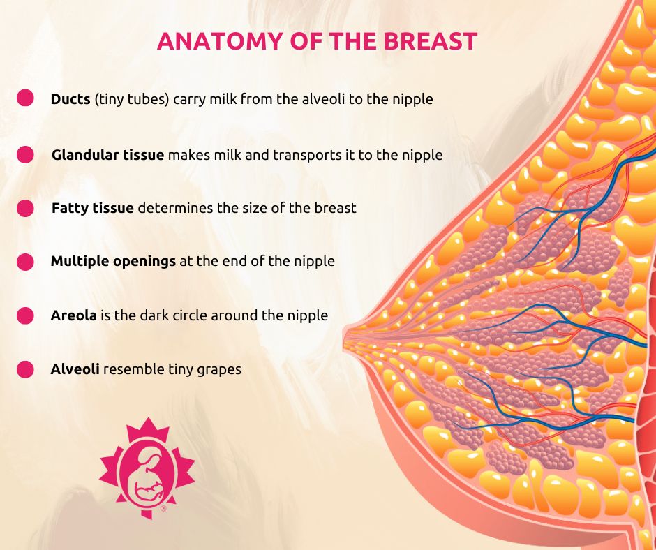 Anatomy of the breast