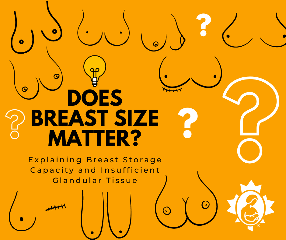 Does Breast Size Matter?  La Leche League Canada - Breastfeeding