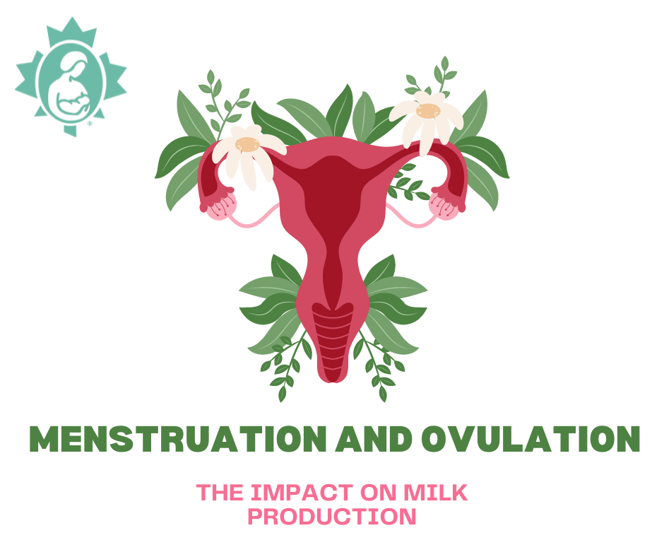 Menstruation and Ovulation - The impact on milk production